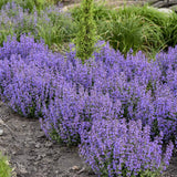 Cat’s Pajamas nepeta in a nursery pot