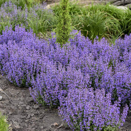 Cat’s Pajamas nepeta in a nursery pot