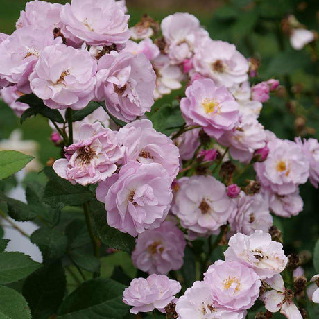 RISE UP LILAC DAYS rose with lilac-purple blooms in a pot
