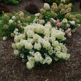 PUFFER FISH Hydrangea panicle in bloom with white flower clusters