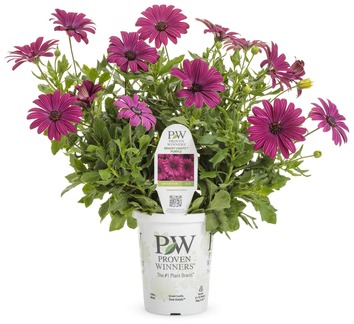 Purple osteospermum in bloom in a nursery pot