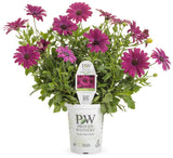 Purple osteospermum in bloom in a nursery pot