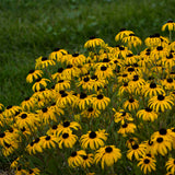 American Gold Rush Rudbeckia with yellow blooms in a pot