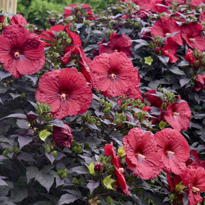 Summerific 'Holy Grail' hibiscus with dark foliage and pink blooms
