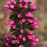 Spilled Wine weigela with dark leaves and pink flowers