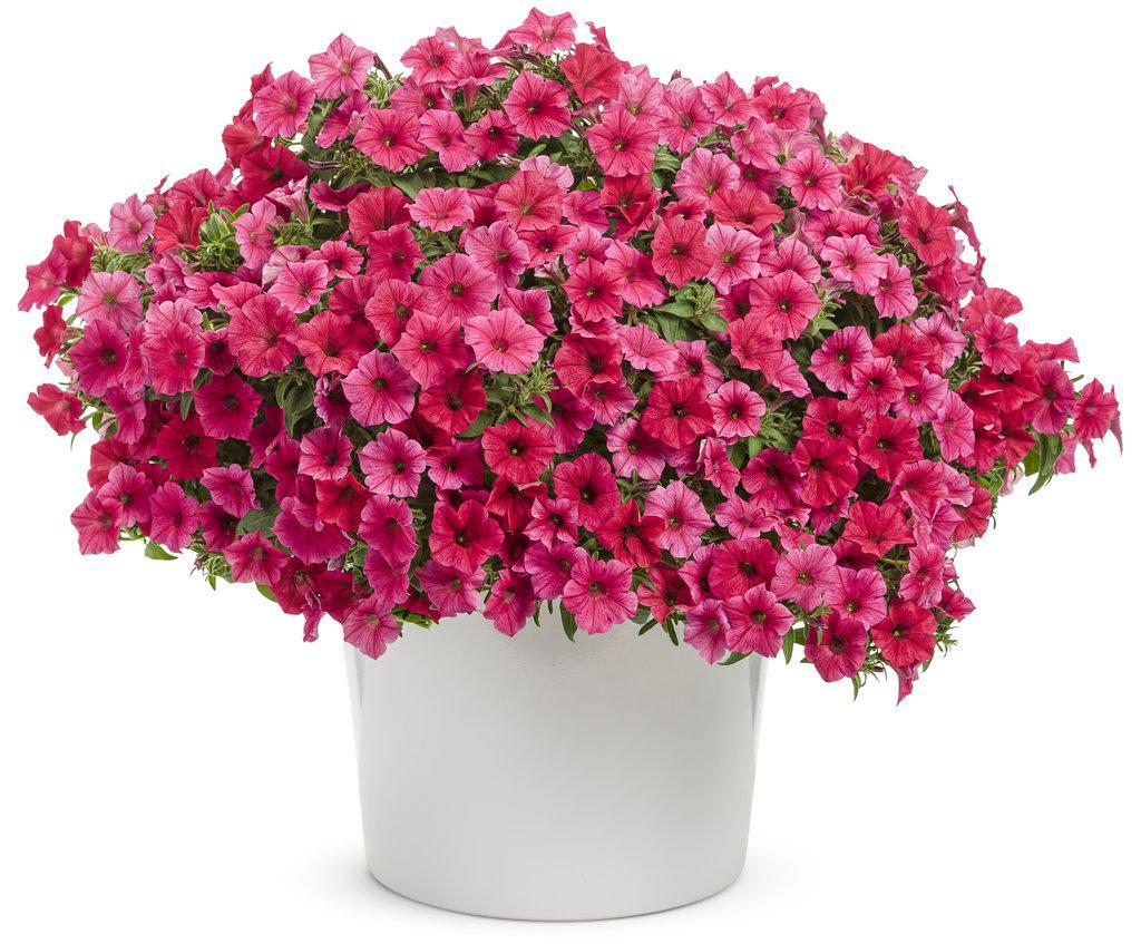 Supertunia Vista Paradise Petunia in a pot with pink flowers