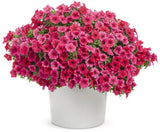 Supertunia Vista Paradise Petunia in a pot with pink flowers