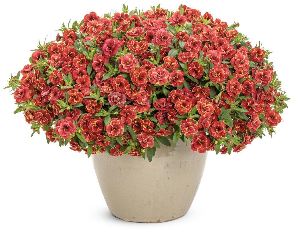 Double red calibrachoa in a nursery pot
