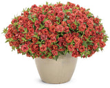 Double red calibrachoa in a nursery pot