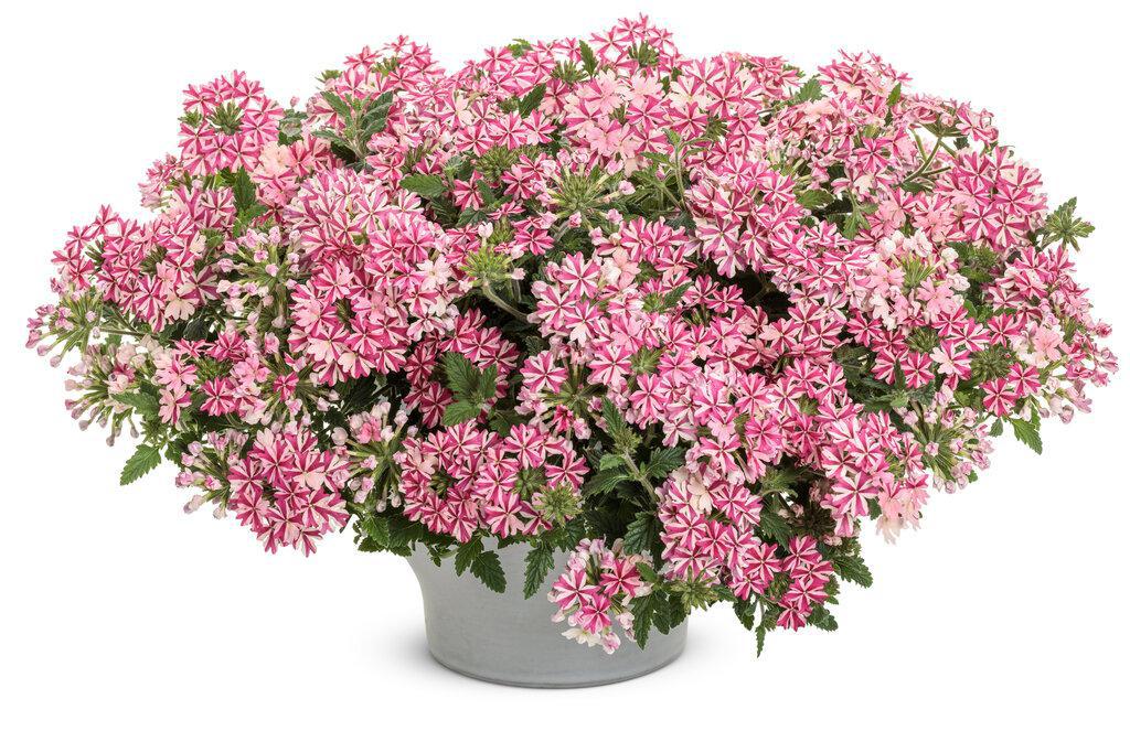 Superbena Cherryburst verbena with pink blooms in a pot