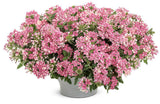 Superbena Cherryburst verbena with pink blooms in a pot
