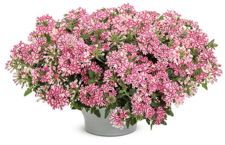 Superbena Cherryburst verbena with pink blooms in a pot
