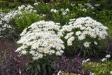 Amazing Daisies Spun Silk Shasta daisy in bloom in a pot