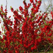 Double Take Scarlet quince with red blossoms in bloom