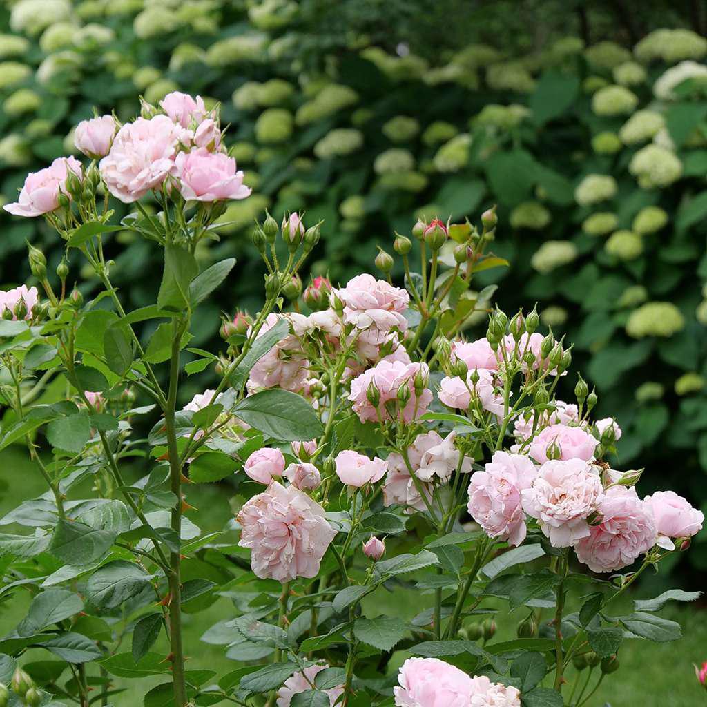 古箏（rose rosaさん専用） REMINISCENT® Pink Rose – Creekside Nursery, Inc