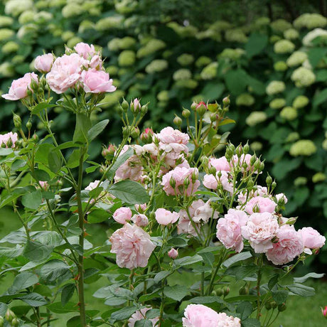 Pink rose bloom with soft pink petals in a nursery pot