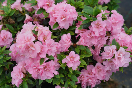 Double pink reblooming azalea in a nursery pot