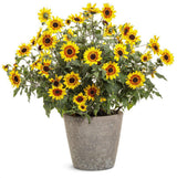 Suncredible Saturn sunflower in a pot with yellow blooms