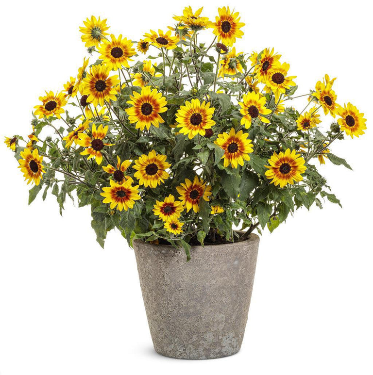 Suncredible® Saturn™ Sunflower