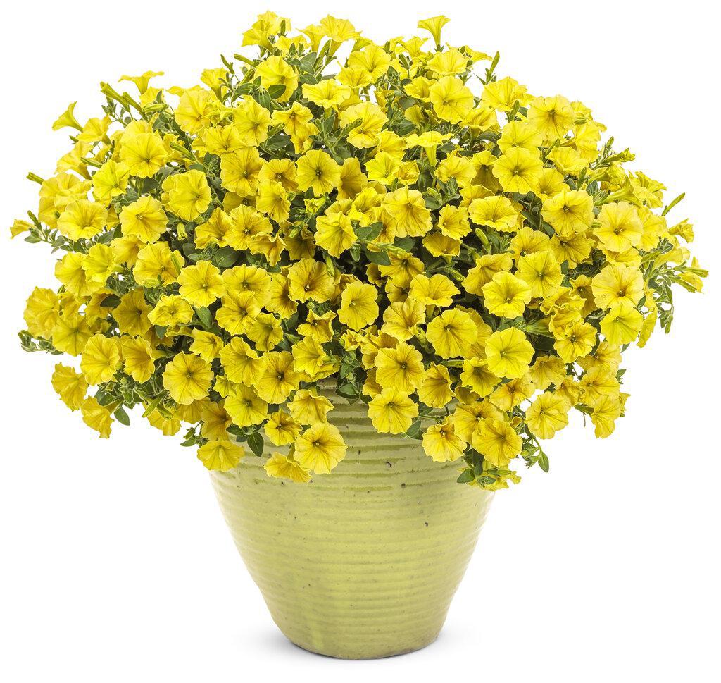 Supertunia Mini Vista Yellow Petunia in a nursery pot