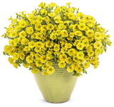 Supertunia Mini Vista Yellow Petunia in a nursery pot