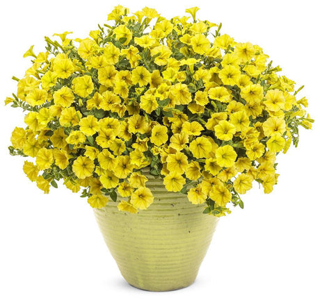 Supertunia Mini Vista Yellow Petunia in a nursery pot