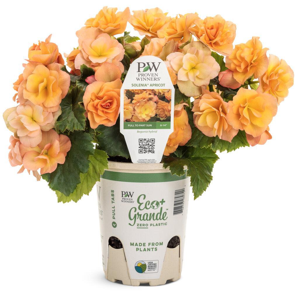 Solenia® Apricot Rieger Begonia | Proven Winners® – Creekside