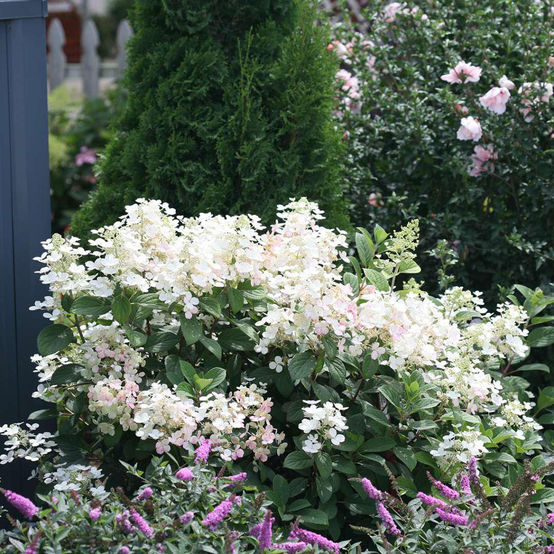 Little Quick Fire hydrangea with white flower clusters