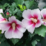 Rose of Sharon with pink blooms in a pot