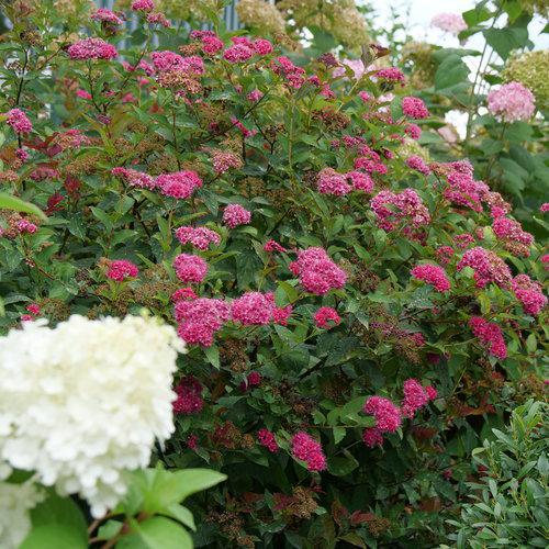 Spiraea Double Play Doozie with pink flowers and green foliage