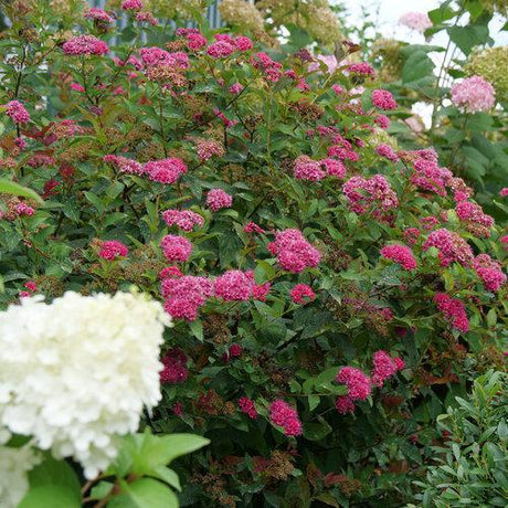 Spiraea Double Play Doozie with pink flowers and green foliage