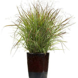 Prairie Winds Cheyenne Sky panicum in a pot