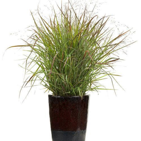 Prairie Winds Cheyenne Sky panicum in a pot