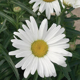 Shasta daisy with white blooms in a pot