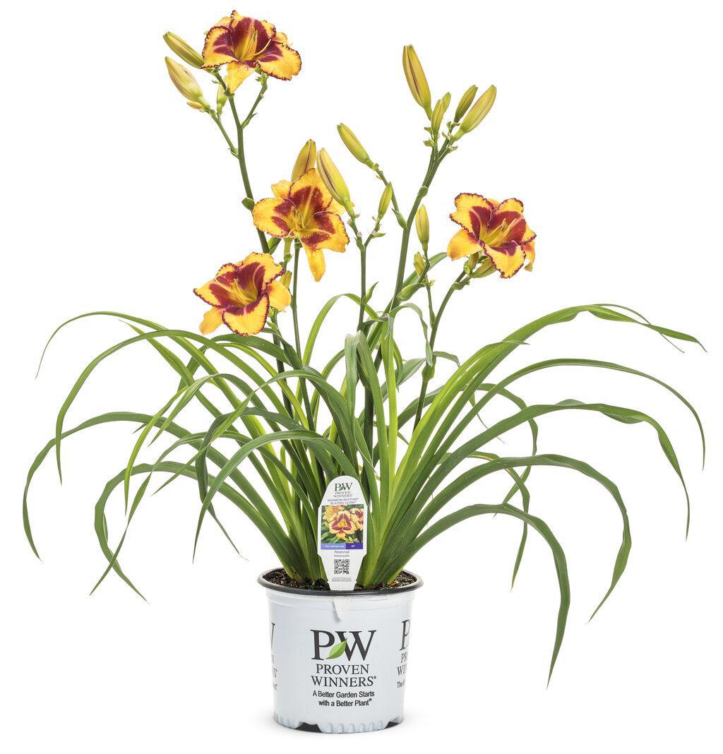 Rainbow Rhythm 'Blazing Glory' daylily | Proven Winners