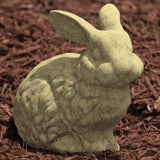 Fluffy Bunny stonecrop in a small nursery pot