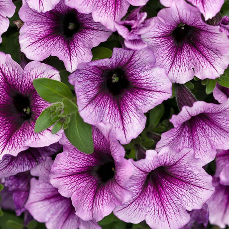 Supertunia Bordeaux petunia with purple blooms in a pot