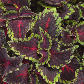 Torchlight coleus with red and yellow leaves in a pot