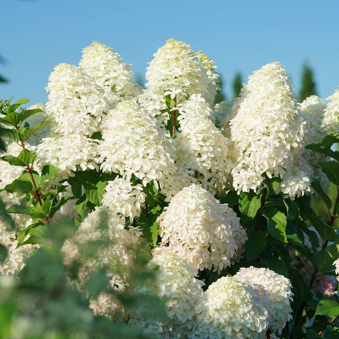Quick Fire Fab hydrangea with white panicle blooms in pot