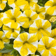 Yellow and white Superbells Lemon Slice calibrachoa in pot