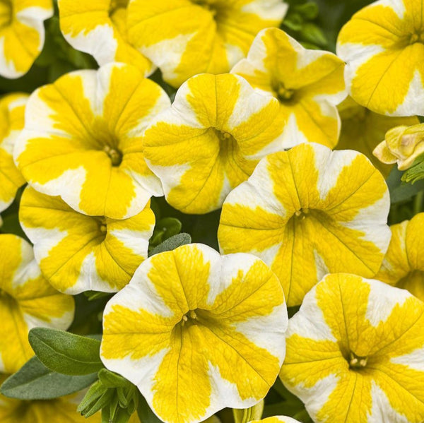Superbells® Lemon Slice® Calibrachoa | Proven Winners® – Creekside