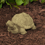 E.T. Turtle plant in a unique stone pot
