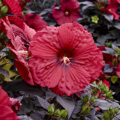 Summerific 'Holy Grail' hibiscus in bloom in a pot