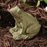 Small Kermit succulent in a unique stone pot