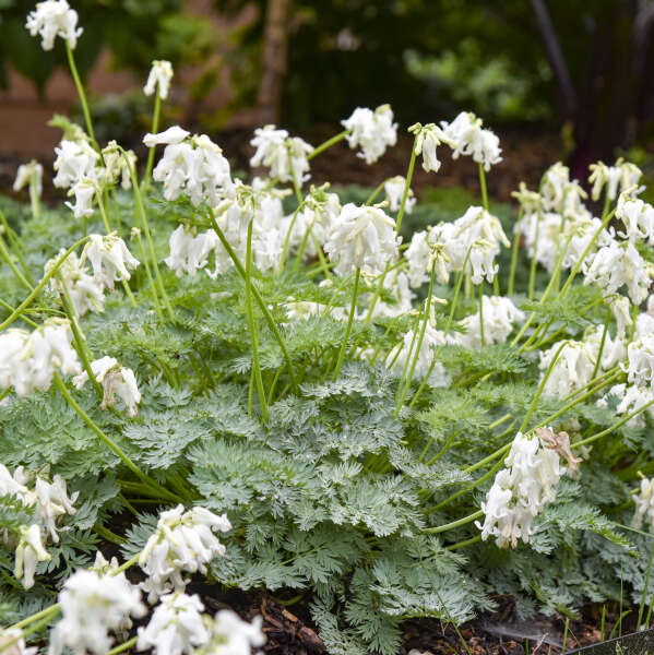 Dicentra White Diamonds with white heart-shaped flowers