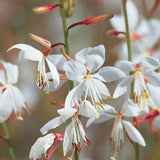 Stratosphere white butterfly flower in a pot