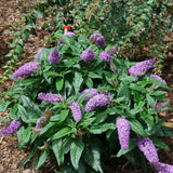 Pugster Amethyst butterfly bush with purple flowers in pot