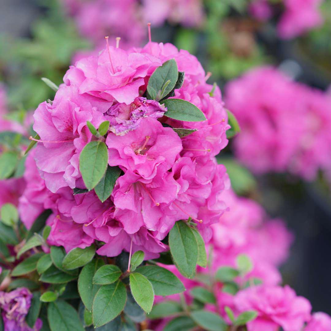 Perfecto Mundo® Double Purple Reblooming Azalea | Proven Winners
