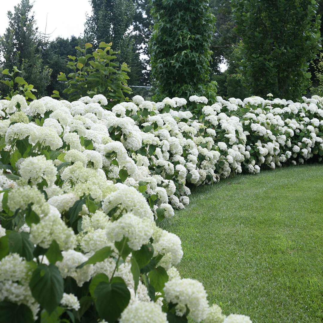 INCREDIBALL smooth hydrangea with green blooms in pot