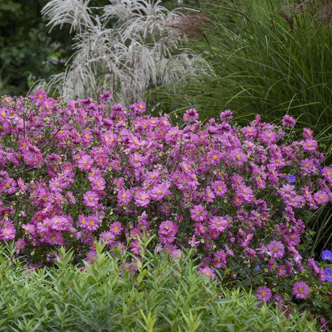 Anemone FALL IN LOVE® 'Sweetly' – Creekside Nursery, Inc